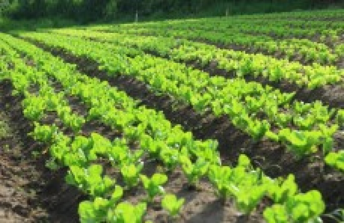 Sindicato apoia a liberação de mais sete agrotóxicos