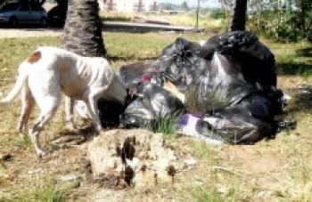 Região registra seis casos de leishmaniose