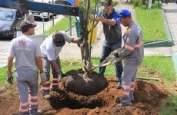 Praça Norival recebe muda de cerejeira