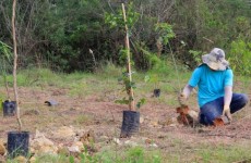 Semae inicia plantio de 3,9 mil mudas de árvores