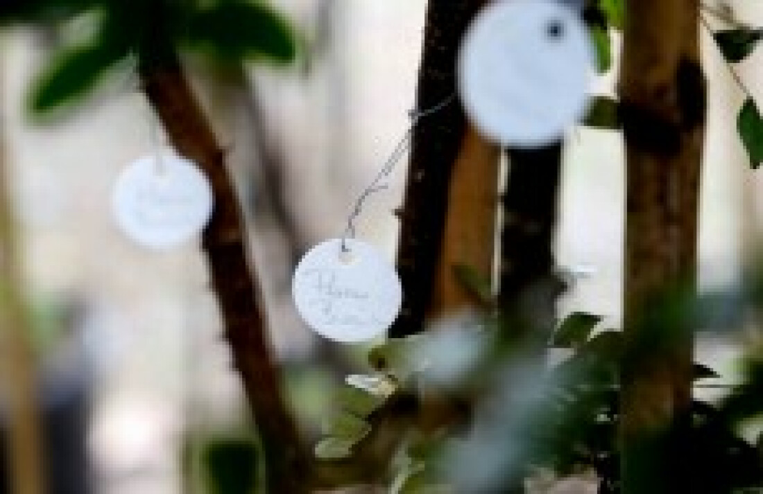 Itaquá fará ações para celebrar Dia da Árvore