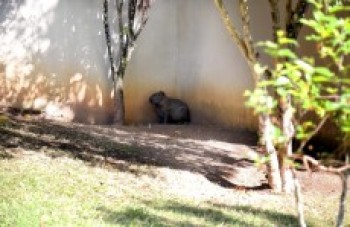 Capivaras são vistas em frente ao prédio da câmara
