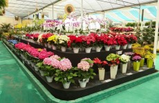 Expo Aflord termina neste fim de semana