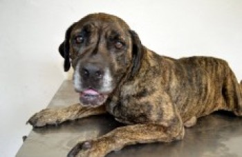 Castra Móvel atende mais de 40 animais em Ferraz