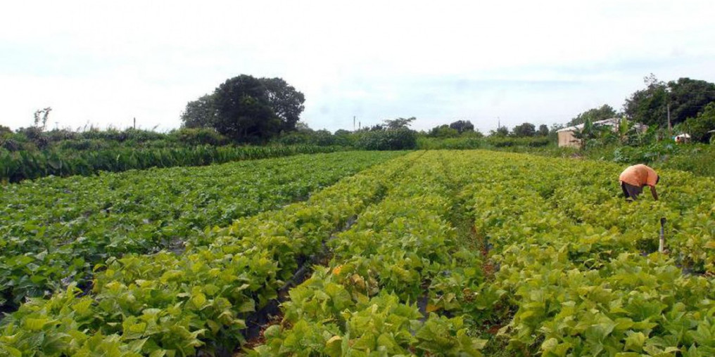 Chuvas e altas temperaturas prejudicam plantio em Suzano