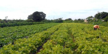 Chuvas e altas temperaturas prejudicam plantio em Suzano