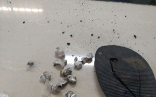 Apreensão de entorpecentes nos CDPs tem queda de 73%