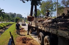 Árvores são transplantadas para construção de viaduto