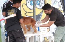 Campanha de Vacinação Antirrábica começa amanhã em Suzano