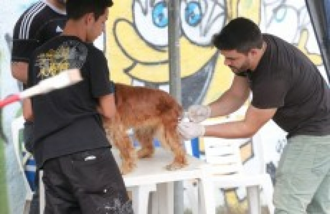 Campanha de Vacinação Antirrábica começa amanhã em Suzano