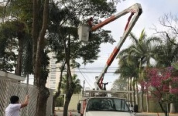 Secretaria do Verde promove aula prática de poda de árvore