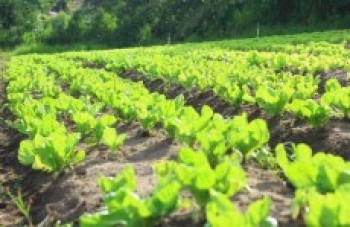 Hoje é Dia do Agricultor