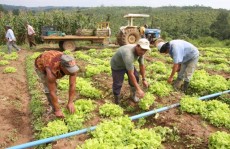 Agricultura Familiar respondepor 40% da produção em Mogi