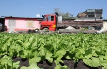 Agricultura Familiar é opção para produtores