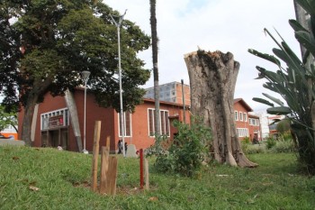 prefeitura de Suzano corta árvores antigas na Praça João Pessoa: