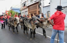 Entrada dos Palmitos reúne devotos pelas ruas de Mogi