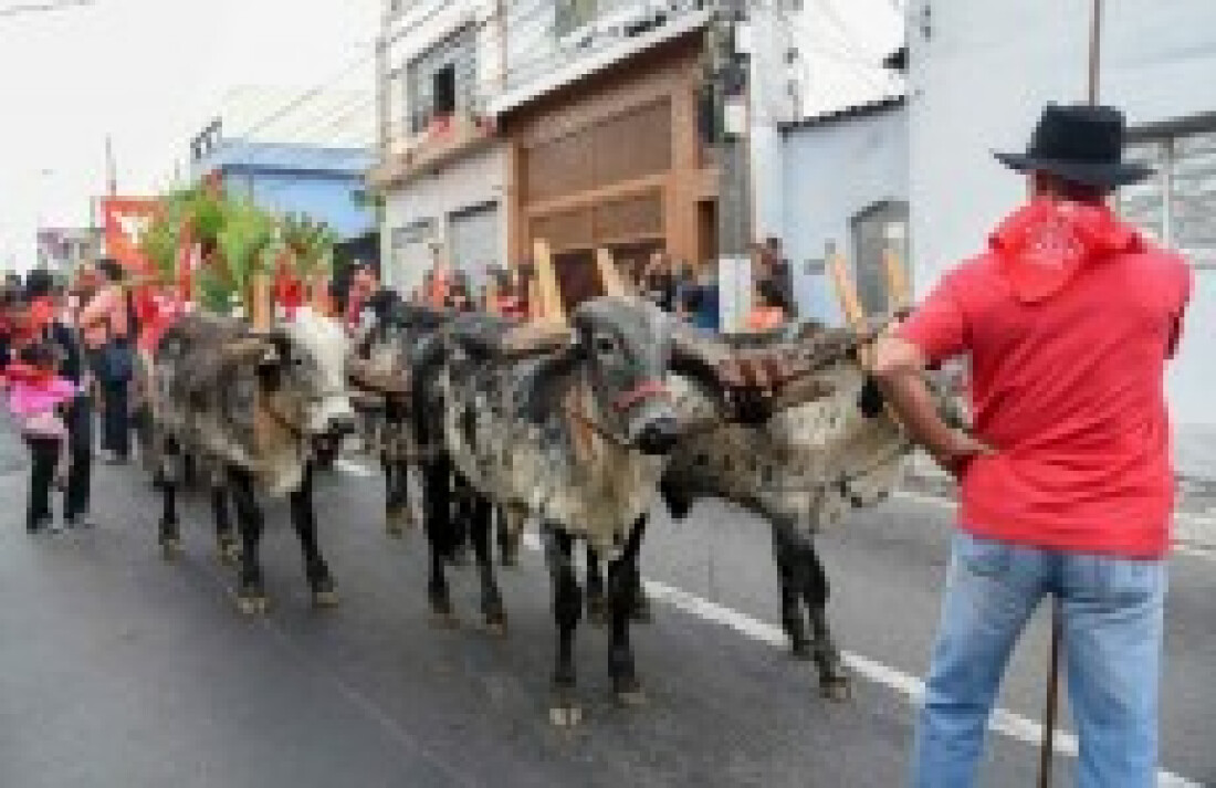 Entrada dos Palmitos reúne devotos pelas ruas de Mogi
