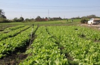 Temperaturas baixas podem atrasar o início das colheitas