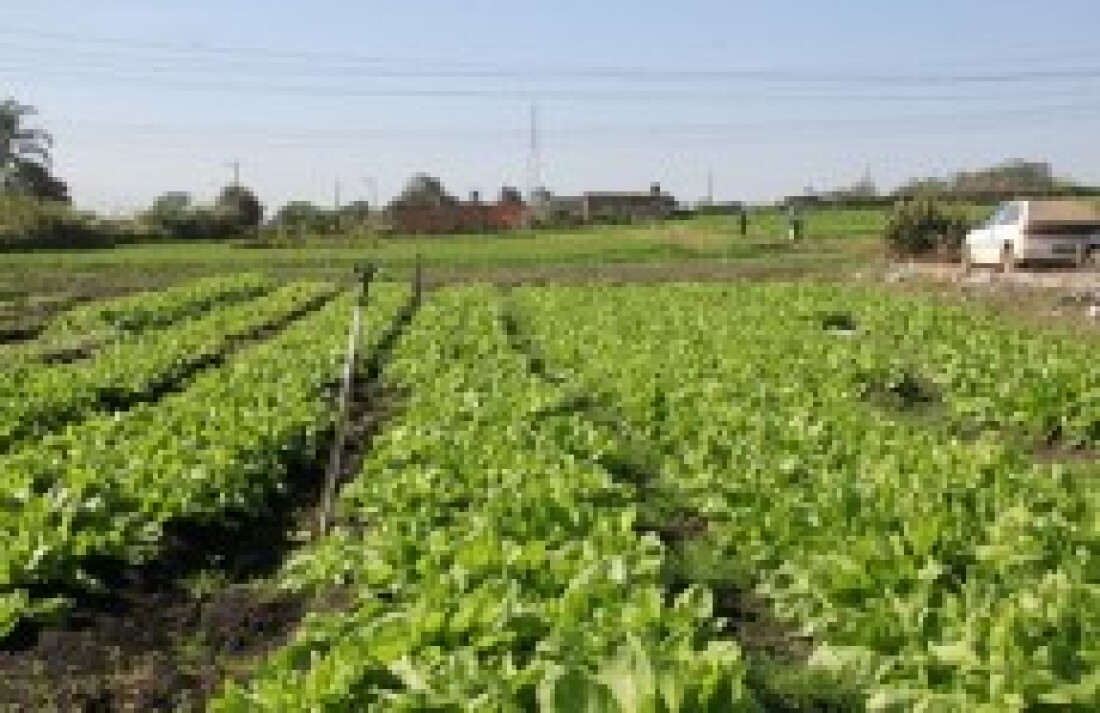 Temperaturas baixas podem atrasar o início das colheitas