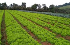 PL dos Agrotóxicos pode ser votado na Câmara dos Deputados