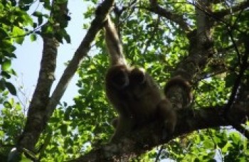 Pq. das Neblinas abriga macaco alvo de estudo