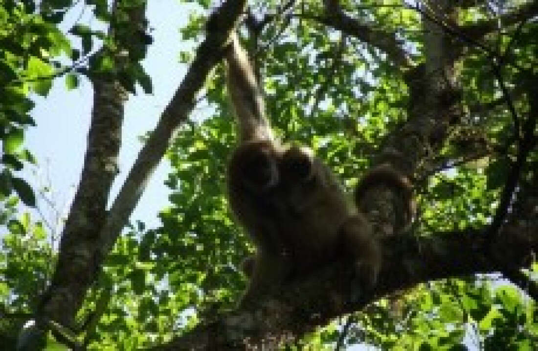 Pq. das Neblinas abriga macaco alvo de estudo