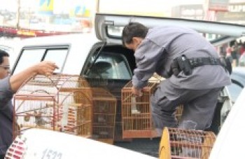 PM apreende pássaros silvestres em Suzano