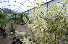 Viveiro será reaberto hoje