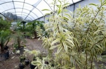 Viveiro será reaberto hoje