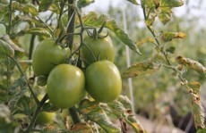 Inscrição para curso de horta em casa se encerra amanhã