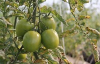 Inscrição para curso de horta em casa se encerra amanhã