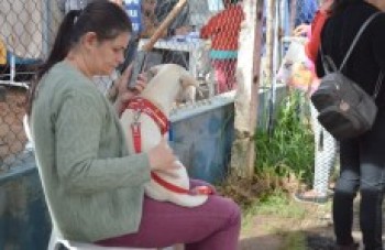Canil cadastra cães até sexta-feira para castração