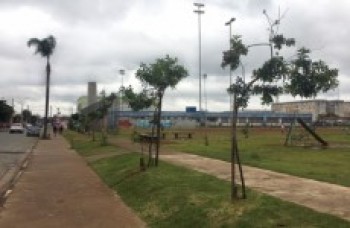 Abertura tem homenagem a protetores de árvores e plantio