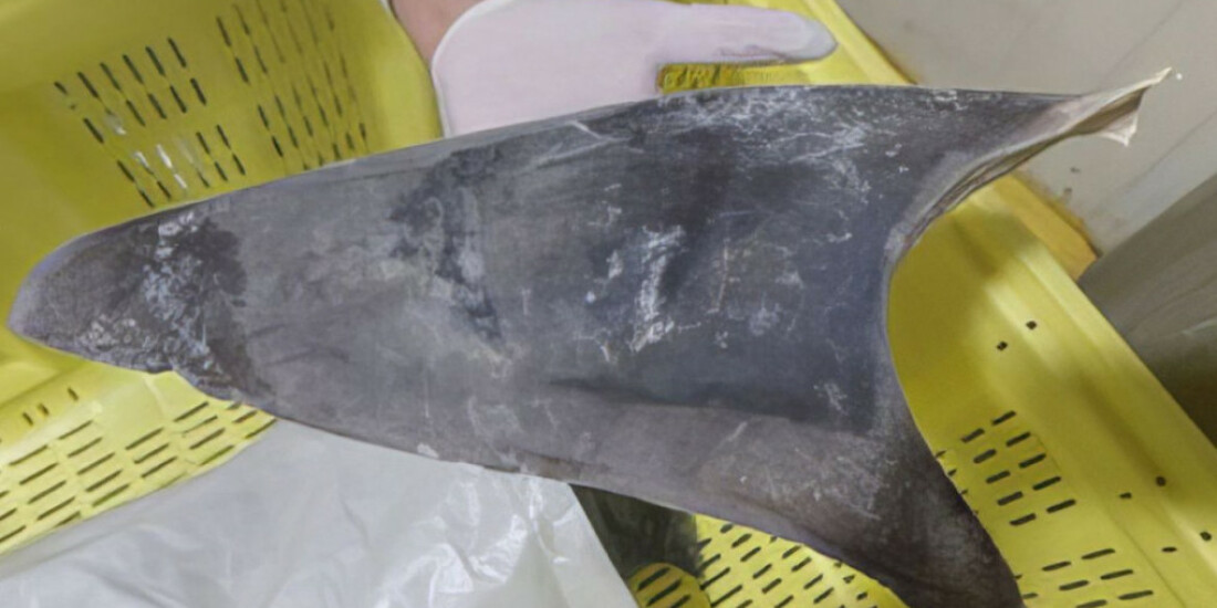 Ibama apreende 28,7 toneladas de barbatanas de tubarão