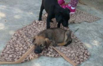 Suzano registra 100 casos de maus-tratos