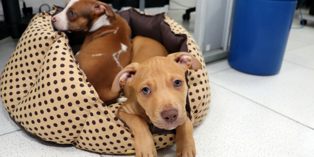 'Baby, me Leva!' promove primeiras adoções do ano