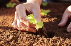Horta suspensa é criada por idosos