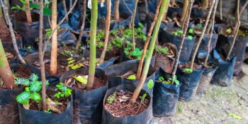 Prefeitura promove doação de 500 mudas