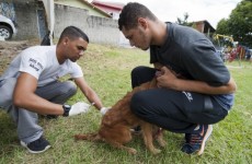 Programa da prefeitura realiza 827 imunizações antirrábicas
