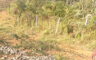 Polícia Civil flagra crime ambiental