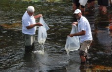 DAEE realiza soltura de peixes no rio Tietê