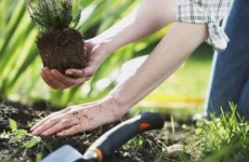 Arujá realiza cursos de jardinagem