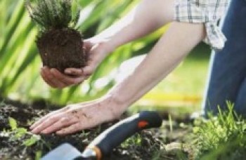 Arujá realiza cursos de jardinagem