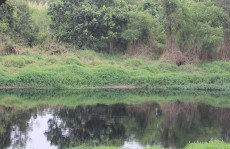 Projeto Nascentes restaura 1,2 mil hectares de terras