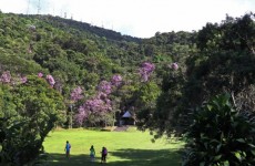 Corredor entre Serras do Mar e Itapeti favorece a diversidade