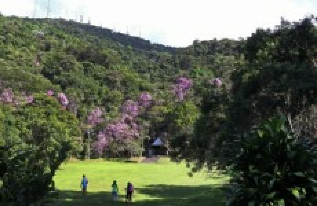 Corredor entre Serras do Mar e Itapeti favorece a diversidade