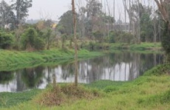 Projeto recuperará área igual a 1,7 mil campos de futebol