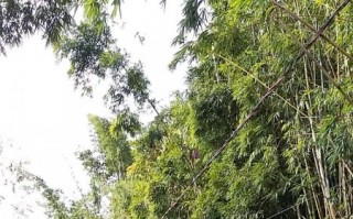 Mogianos reclamam sobre a falta de poda de árvores