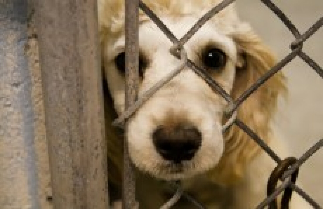 Palestras orientam sobre a posse responsável de animais