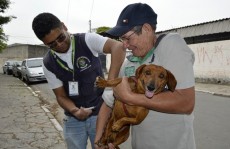Campanha vai vacinar 160 mil animais